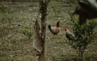 What is chicken gizzard plant?