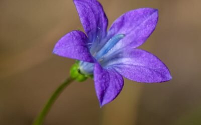 What is chilean bellflower plant?