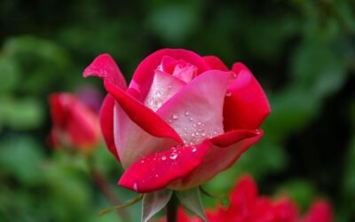 What is china rose plant?
