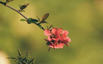 What is chinese flowering quince plant?