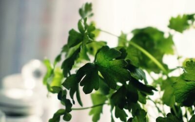 What is chinese parsley plant?