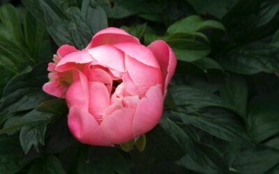 What is chinese peony plant?