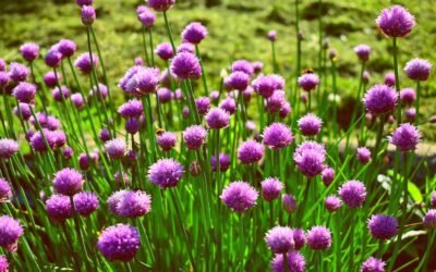 What is chives plant?
