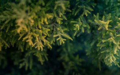 What is christmas fern plant?