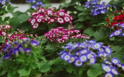 What is cineraria plant?