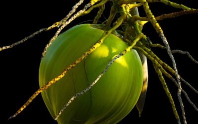What is coconut palm plant?