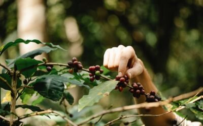 What is coffea arabica plant?