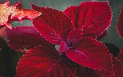 What is coleus plant?