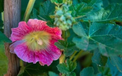 What is common hollyhock plant?