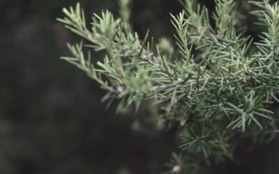 What is common juniper plant?