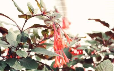 What is coral honeysuckle plant?