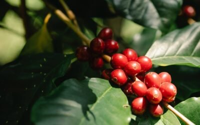 What is cornelian cherry plant?