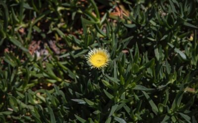 What is creeping thyme closeup plant?