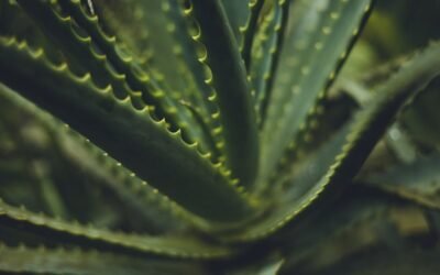 What is crossandra infundibuliformis plant?