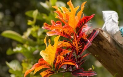 What is croton plant?