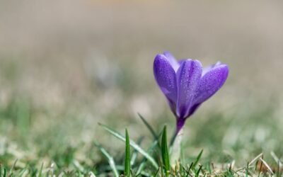 What is cucumis sativus plant?
