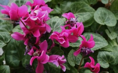 What is cyclamen persicum plant?
