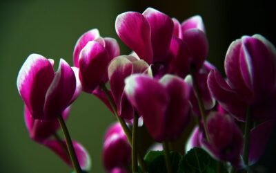 What is cyclamen plant?