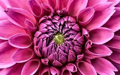 What is dahlia plant?