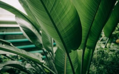 What is darjeeling banana tree plant?