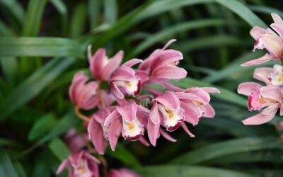 What is dendrobium orchid plant?