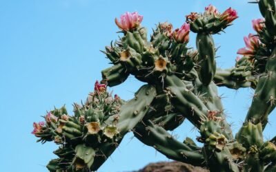 What is desert sage plant?