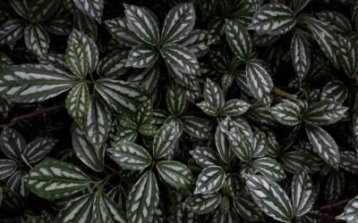 What is dieffenbachia plant?