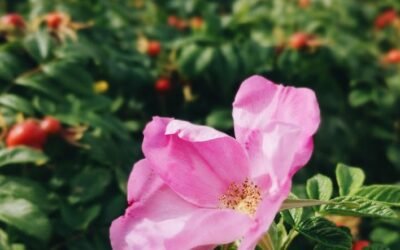 What is dog rose plant?