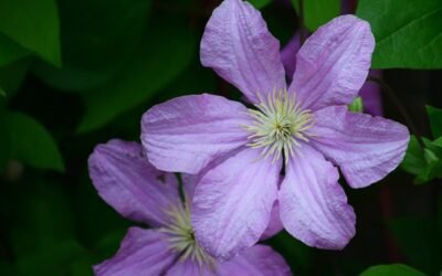 What is dr. ruppel clematis plant?