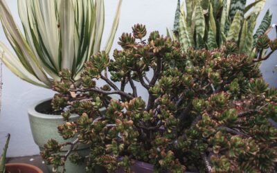 What is dracaena draco plant?