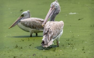 What is duckweed plant?