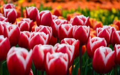 What is dutch iris plant?