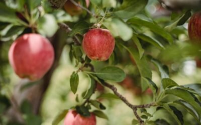 What is early harvest apple tree plant?