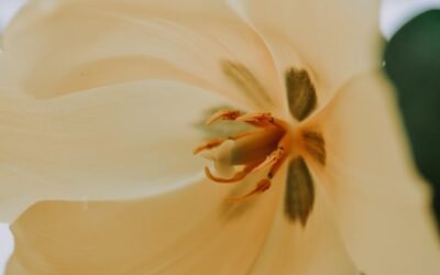 What is easter lily plant?