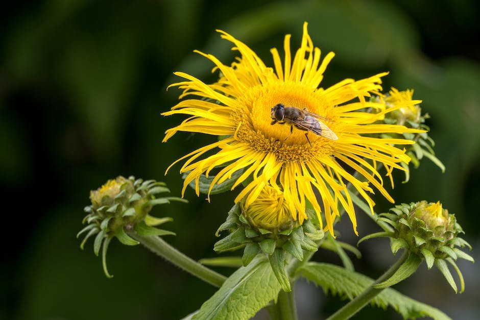 What is Elecampane Plant_2