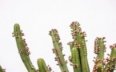 What is euphorbia ingens plant?