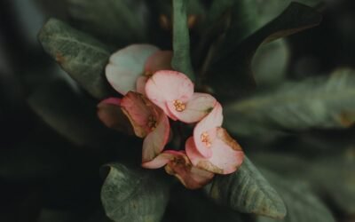 What is euphorbia plant?