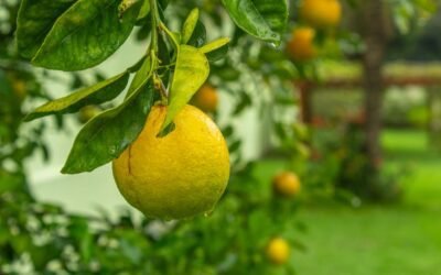 What is eureka lemon tree plant?