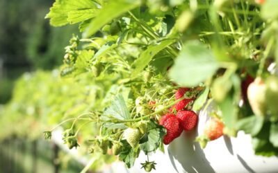 What is everbearing strawberries plant?