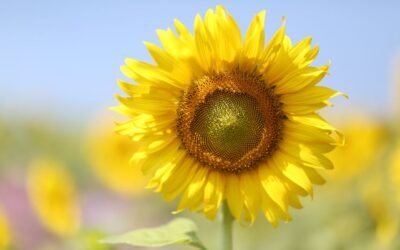 What is false sunflower plant?