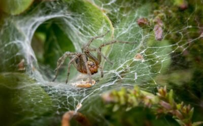 What is fatsia spider web plant?