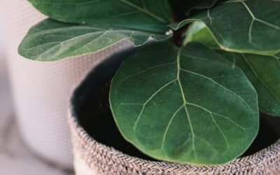 What is fiddle-leaf fig plant?