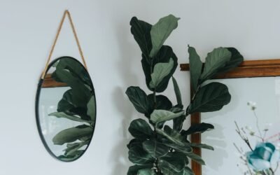 What is fiddle leaf fig plant?
