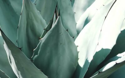 What is fishbone cactus plant?
