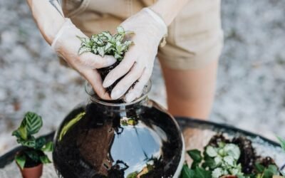 What is fittonia albivenis plant?