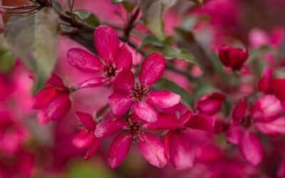 What is flowering crabapple tree plant?