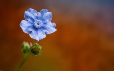 What is forget-me-not plant?