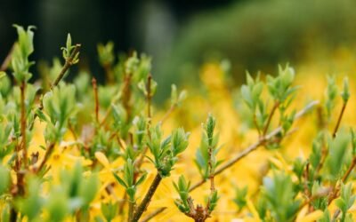 What is forsythia plant?