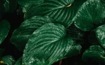 What is frances williams hosta plant?