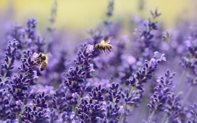 What is french lavender plant?
